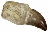 Fossil Rooted Mosasaur Tooth - Morocco #336341-1